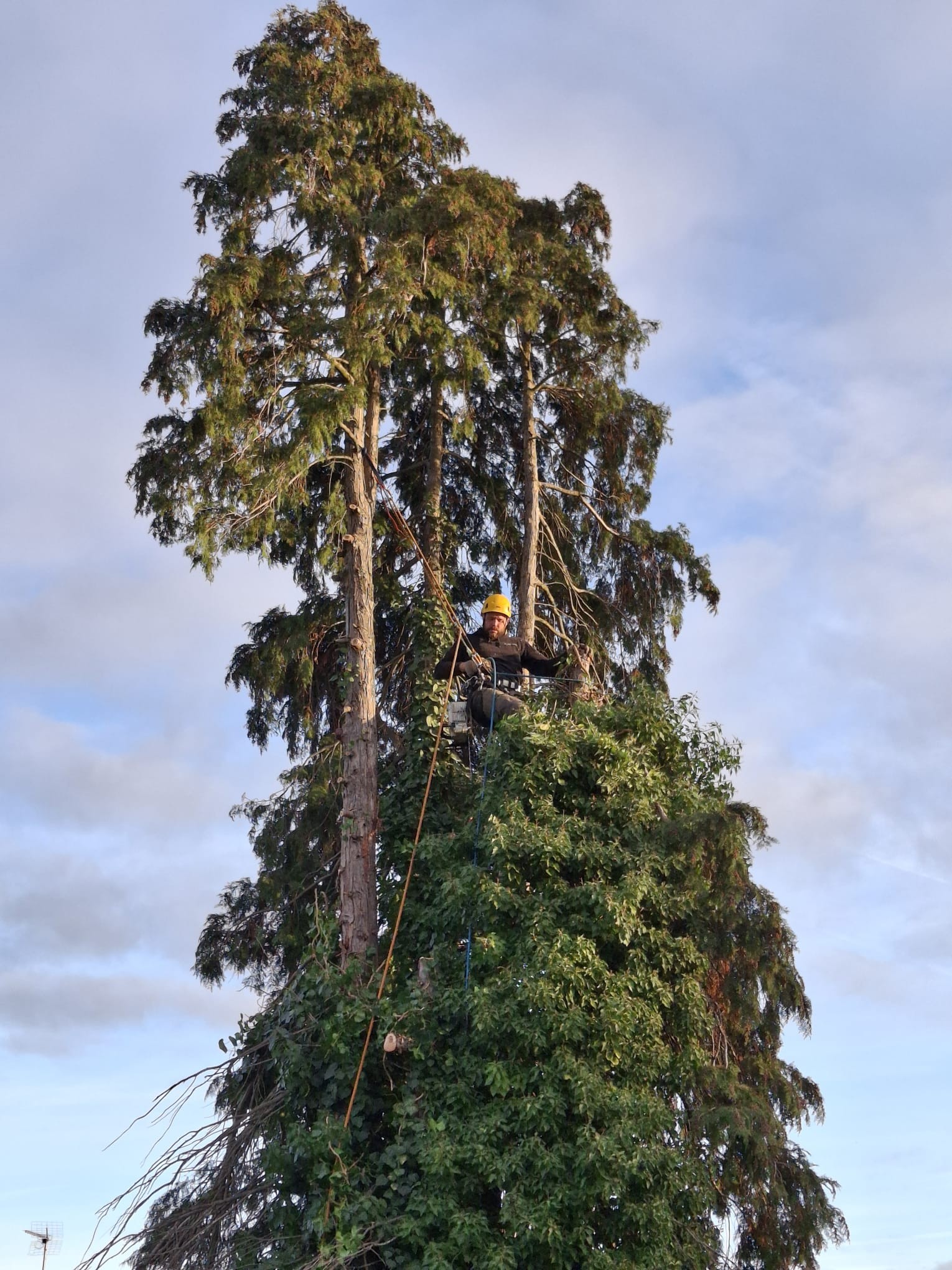 Grand conifère avant élagage, vu depuis le pied de l’arbre